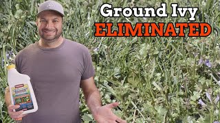 How to Eliminate Ground Ivy [upl. by Attenhoj56]