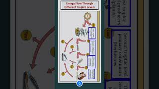 Energy Flow Through Different Trophic Levels [upl. by Pinebrook244]