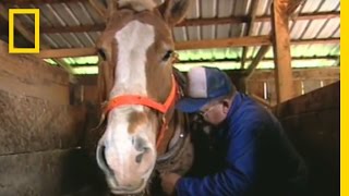 Horse Logging  National Geographic [upl. by Reffinnej580]