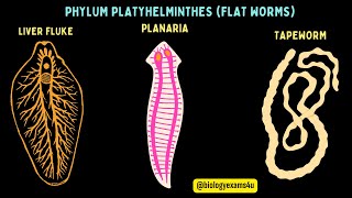 Phylum Platyhelminthes General Characters with Examples Flat worms Animal Kingdom biologyexams4u [upl. by Nele]