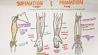 Supination and Pronation in forearm  Anatomy [upl. by Enelrae]