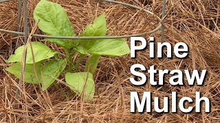 Pine Straw Mulch – Garden Notes [upl. by Gonzales]