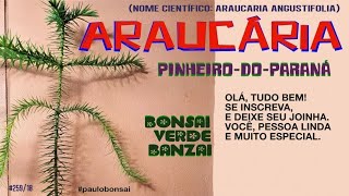 COMO É O PINHEIRO DO PARANÁ  ARAUCÁRIA Araucaria angustifolia [upl. by Nosirrah]