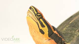 A male Southeast Asian box turtle Cuora amboinensis at Turtle Island in Graz Austria [upl. by Hui]