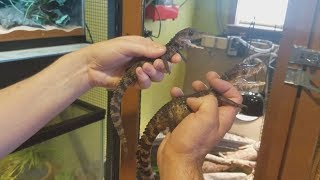 Cuviers dwarf caiman handling tips and tricks‼️🐊 [upl. by Attwood]