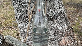 Collecting Birch sap for a vitaminboost [upl. by Esiom]