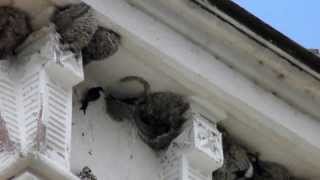 Lastun de casa  Delichon urbicum House Martin [upl. by Llewen163]