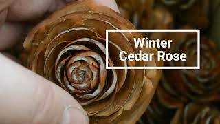 Winter Cedar Rose Deodar Cedar Himalayan Cedar Pinecones [upl. by Pytlik680]