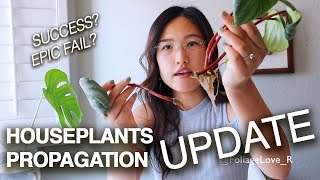 PROPAGATE WITH ME amp GROW YOUR PLANT COLLECTION FOR FREE PART II  HOUSEPLANTS PROPAGATION UPDATE [upl. by Colwen]