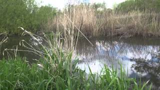 RIVER LODDON SINDLESHAM MILL SINDLESHAM BERKSHIRE [upl. by Eadwina]