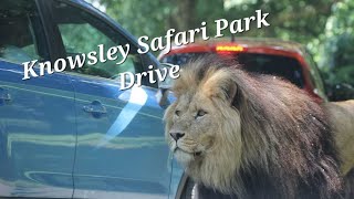 Knowsley Safari Park Safari Drive Tour Prescot Liverpool Uk 2022 All Animal Footage Zoo [upl. by Chill690]