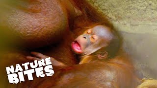 Orangutan Baby Birth Adorable Zoo Arrival amp Heartwarming Moments  Nature Bites [upl. by Martinson576]