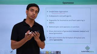 Class 11th – Protozoans – Sporozoa  Biological Classification  Tutorials Point [upl. by Gent]