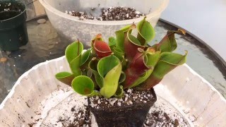 HELIAMOPHORA CARNIVOROUS PLANT CARE HOW TO REPOT A HELIAMPHORA [upl. by Franzen]