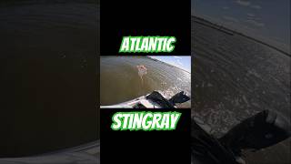 fish fishingvideo florida outdoorlife explore shorts fishing stingray ocean swamp sea [upl. by Aliek265]