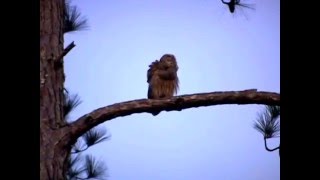 Two Barred Owls Hooting [upl. by Cirilo131]