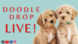 Doodle Drop LIVE  Maggie Puppies [upl. by Noxid733]