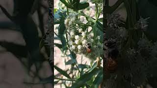 Batamote Baccharis salicifolia plantasyecosistemasáridos [upl. by Linzer]