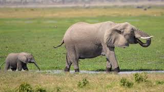 AweInspiring Amboseli Safari in Kenya Home of the Elephants [upl. by Leeth]