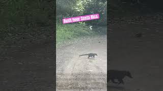 Costa Rica Rush Hour coatimundi costaricapuravida wildlifecontent [upl. by Enelec]