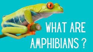 Reptiles Vs Amphibians  Whats the Difference [upl. by Laurita870]