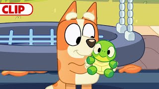 Bluey Season 3 Episode 30 quotTurtle Boyquot Episode Clip  disneyjr  BlueyOfficialChannel​ [upl. by Doy901]