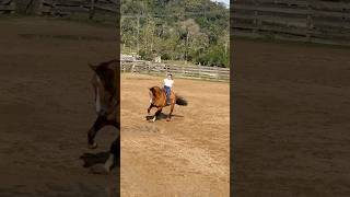 Maria Boiadeira quase perde a doma 😳😂😂 cavalos boiadeira horse youtube memes agro fyp [upl. by Shiff425]