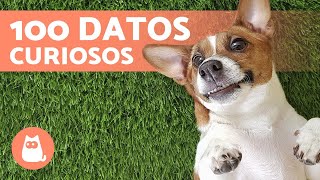 100 CURIOSIDADES sobre los PERROS que te sorprenderán 🐶🐾 ¡Descúbrelas [upl. by Harat]