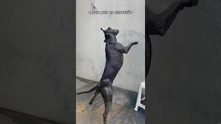 Sou um pitbull fitness caminho pulo e corro 💪 e tomo proteína Muscle Dog Organnact 💛 cachorro [upl. by Inus]