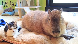 Capybara amp Cat Cafe in Japan Tokyo 🐈 Capy Neko Cafe Kichijoji [upl. by Vassell658]