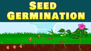 Germination  Seed  Seed Germination  Kid2teentv [upl. by Sherj]