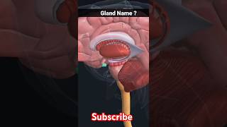 pituitary gland  pituitary gland anatomy foryou shorts [upl. by Nilreb]