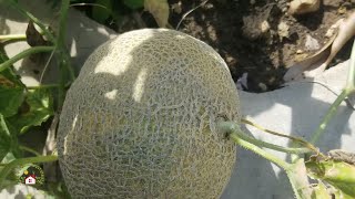 CULTIVA TUS PROPIOS MELONES EN CASA [upl. by Alletsirhc83]