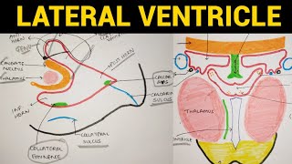 Ventricles of Brain  2  Lateral Ventricle [upl. by Nahtahoj446]