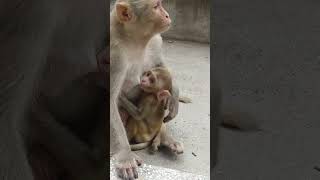 dudhu piyenge 🍼🐒 Jai shree ram 🙏🏻🙏🏻funny comedy trending shorts [upl. by Leela]