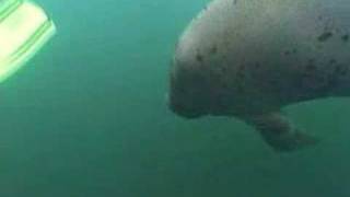 Schnorcheln mit Manatees [upl. by Menard767]