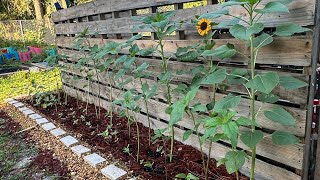 From My Backyard Garden The Garden Shed Sunflower Bed [upl. by Llenrev]