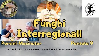 Funghi Porcini 2024  Funghi Interregionali  Puntata N° 9 🍄‍🟫 [upl. by Nicolina]