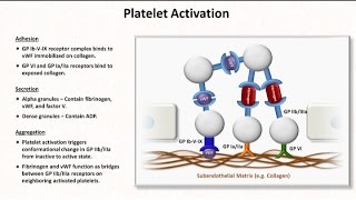 Hemostasis Lesson 2  Platelet Activation and Aggregation [upl. by Richma184]