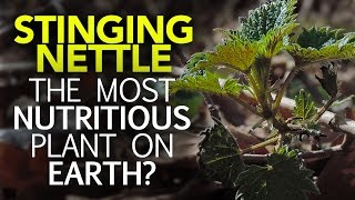 Stinging Nettle — The Most Nutritious Plant On Earth [upl. by Ezarras]