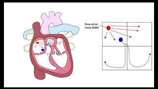 Cardiac cycle and ECG interpretation OCR A ALevel Biology Revision  Module 3 Transport in Animals [upl. by Cassius]