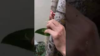 Video 1 How to mount an orchid onto a tree [upl. by Sivatco498]