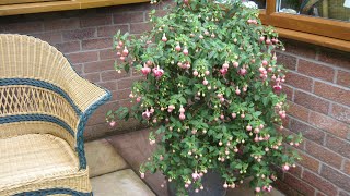 How we spring prune Standard Fuchsias and bush Fuchsias [upl. by Lennad]