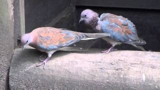 Displaying Laughing Dove [upl. by Tilford254]