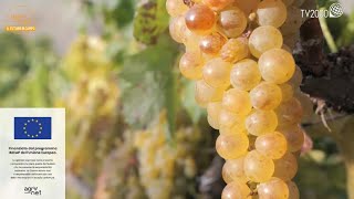 Agrinet  Il Catarratto vino bianco di Sicilia [upl. by Eilzel]