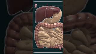 Human Digestive System [upl. by Azeel]