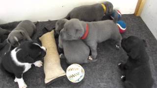 chiots Staffordshire Bull Terrier  staffie [upl. by Grearson]