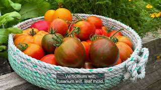 5 Disease resistant tomatoes [upl. by Animas]