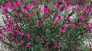 Gaura lindheimeri Oenethera lindhemieri [upl. by Nnaeel]