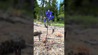 Upland Larkspur wildflowers larkspur norsepeakwilderness [upl. by Milena]